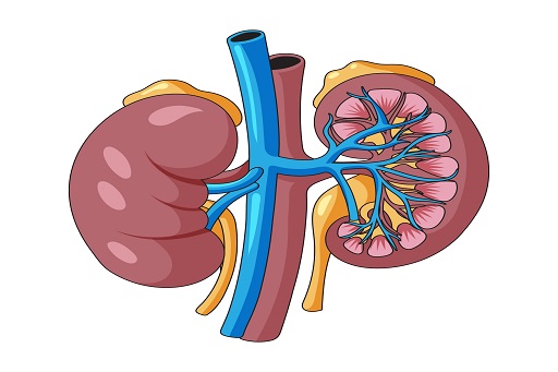 Insuficiência Renal