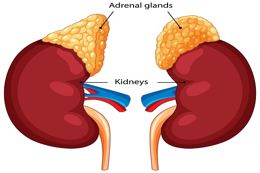 Tumor raro que se origina nas células cromafins da medula adrenal, e que produz excesso de catecolaminas