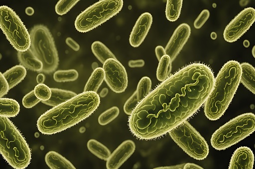 Bacteremia
